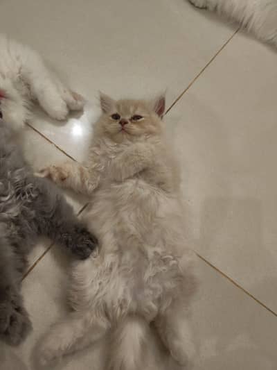 Beautiful Persian 2 months kittens for Adoption
