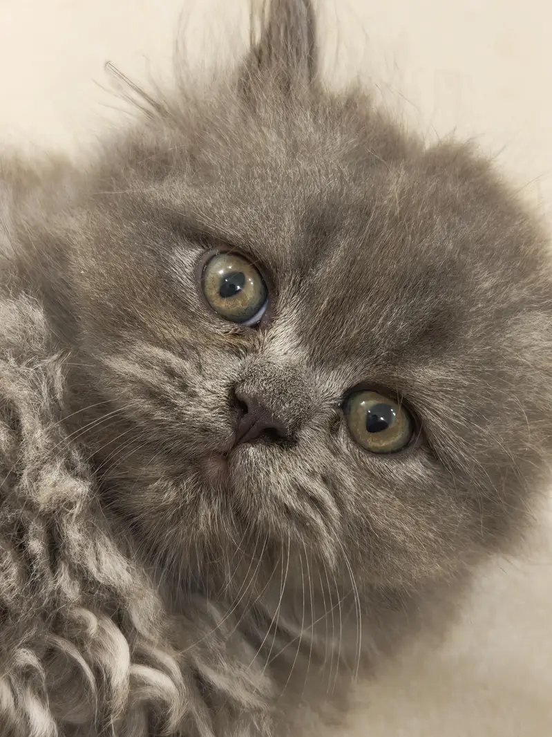 Beautiful Persian 2 months kittens for Adoption — photo 2