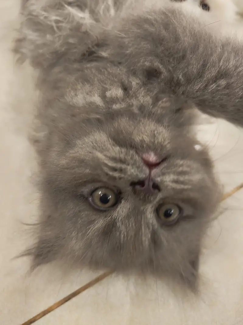Beautiful Persian 2 months kittens for Adoption — photo 3