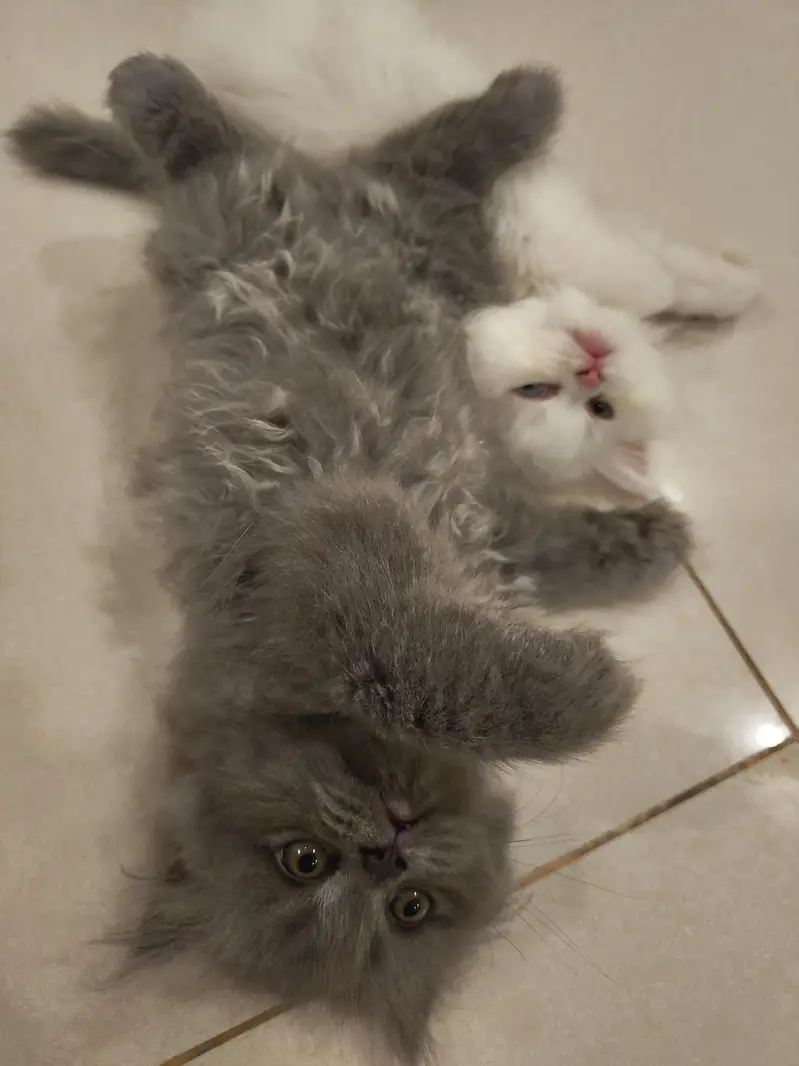 Beautiful Persian 2 months kittens for Adoption — photo 4
