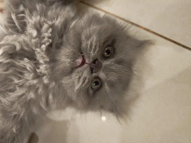Beautiful Persian 2 months kittens for Adoption — photo 5