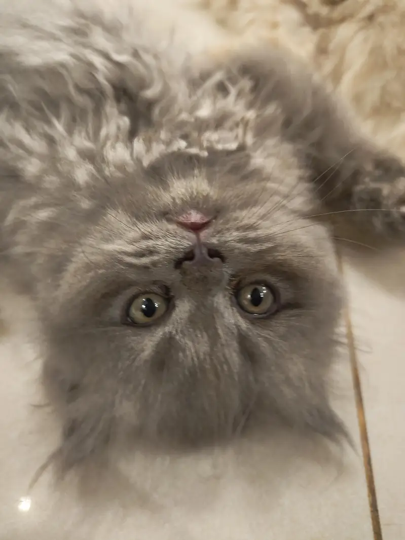 Beautiful Persian 2 months kittens for Adoption — photo 6