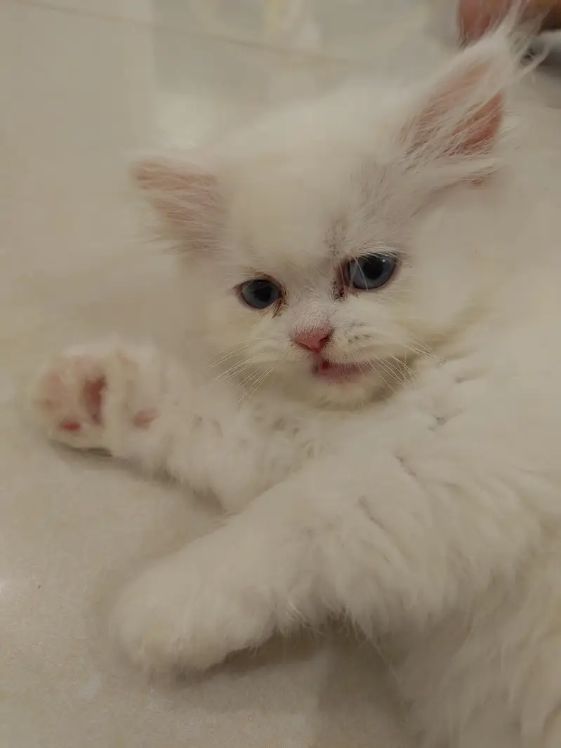 Beautiful Persian 2 months kittens for Adoption — photo 7