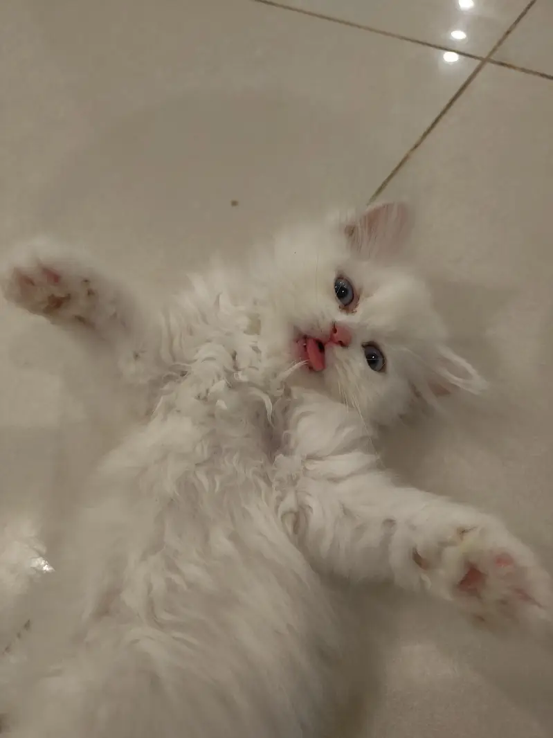 Beautiful Persian 2 months kittens for Adoption — photo 8