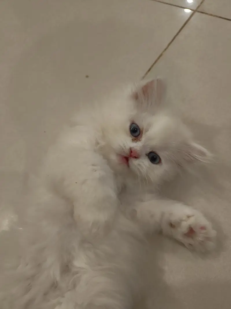 Beautiful Persian 2 months kittens for Adoption — photo 9