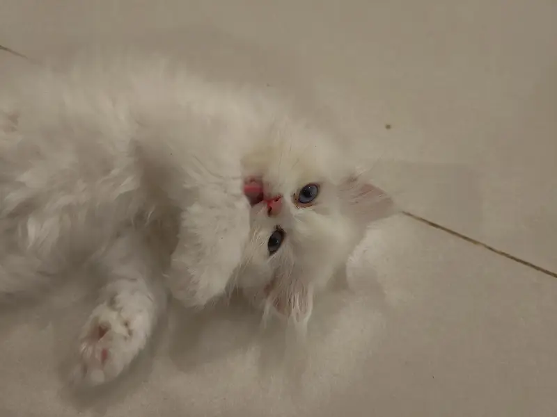 Beautiful Persian 2 months kittens for Adoption — photo 10