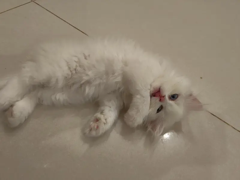 Beautiful Persian 2 months kittens for Adoption — photo 11