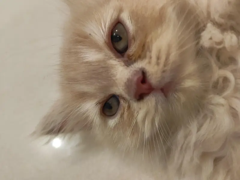Beautiful Persian 2 months kittens for Adoption — photo 12