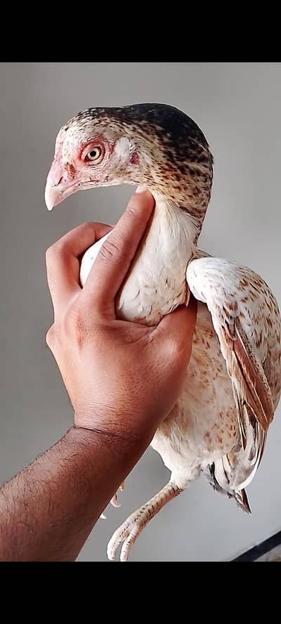 mashallah pure miyawali madi
