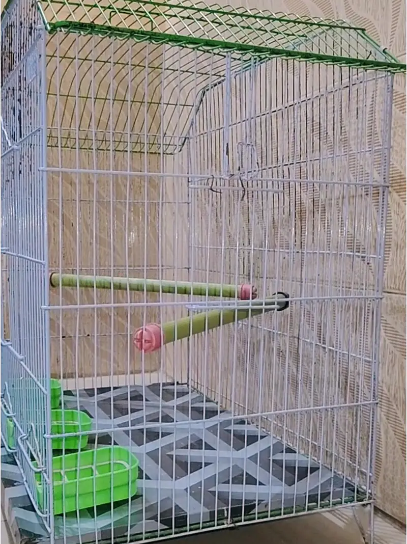 Urgent sell Large Cage with bird — photo 2