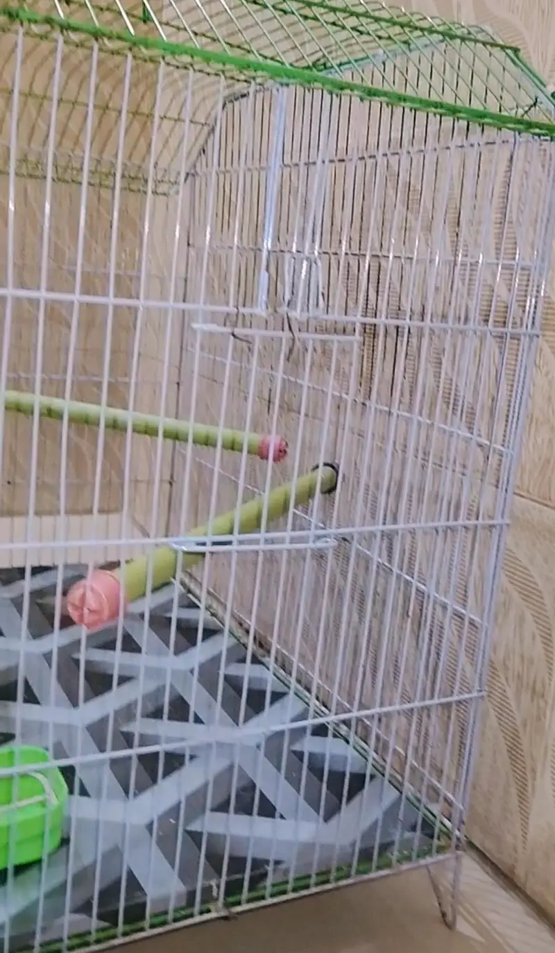 Urgent sell Large Cage with bird — photo 3