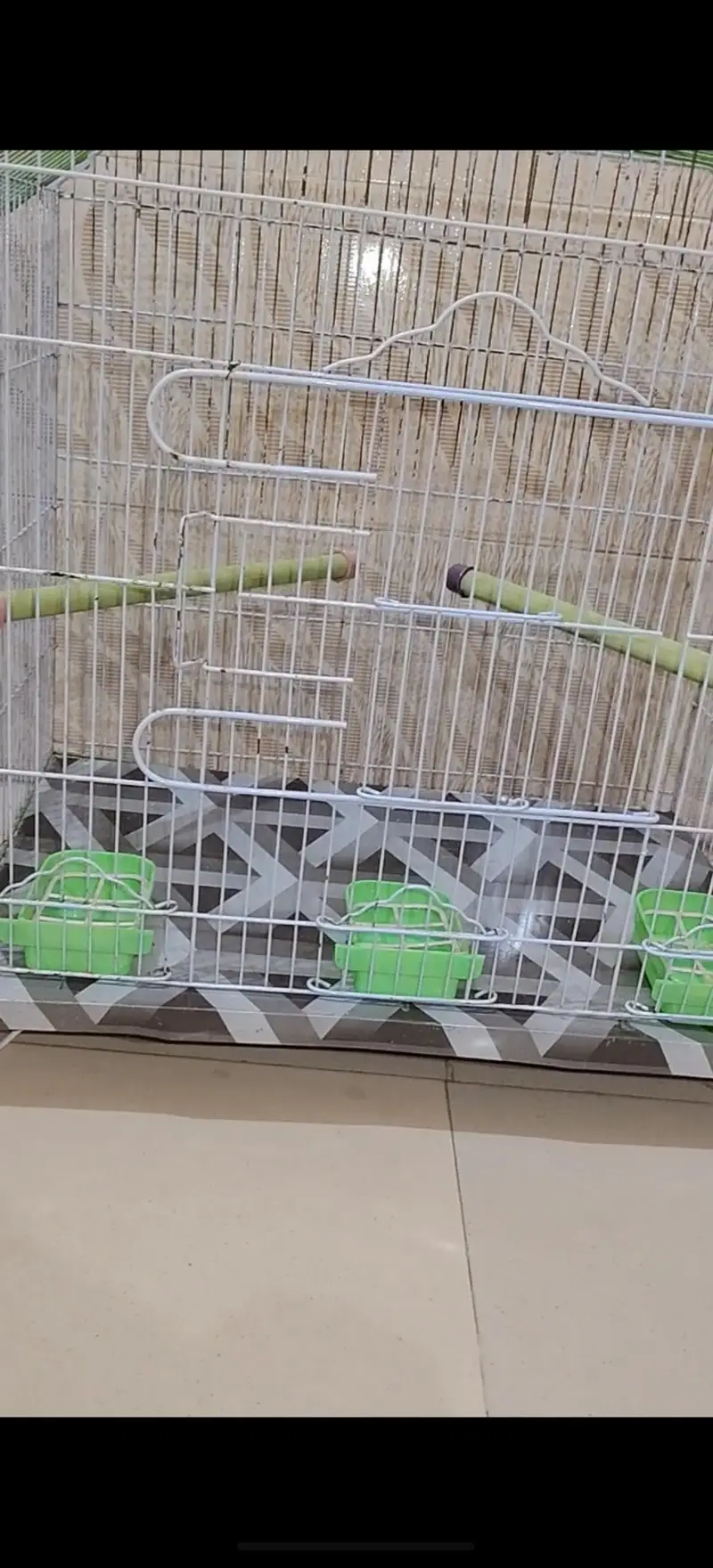 Urgent sell Large Cage with bird — photo 4