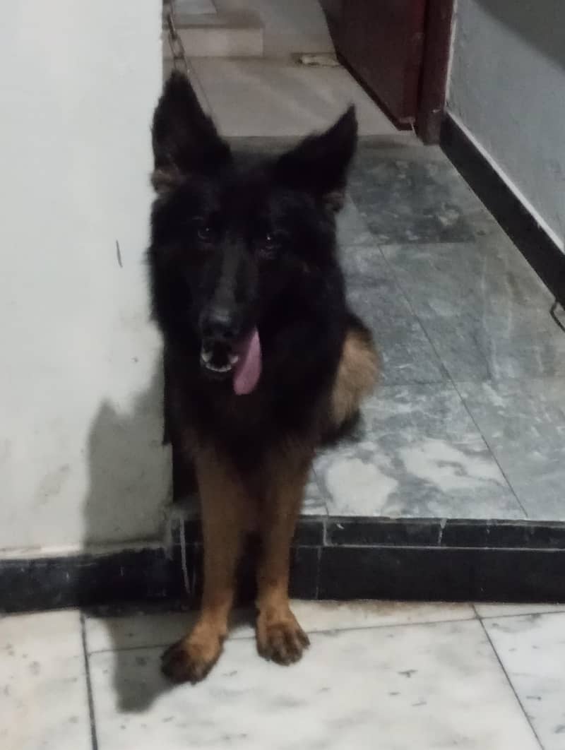 German Shepherd 0