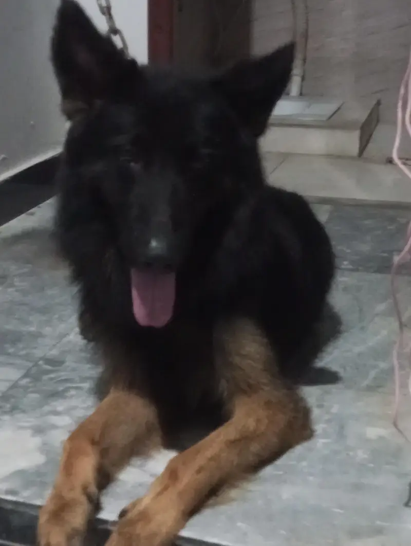 German Shepherd — photo 2