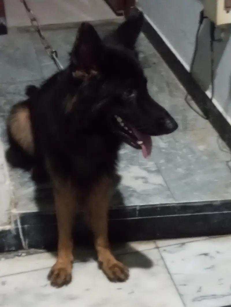 German Shepherd — photo 3