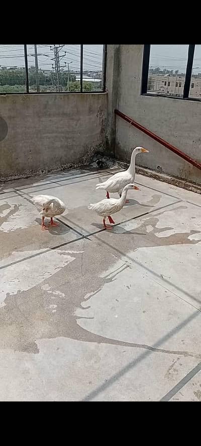 Big ducks trio for sale