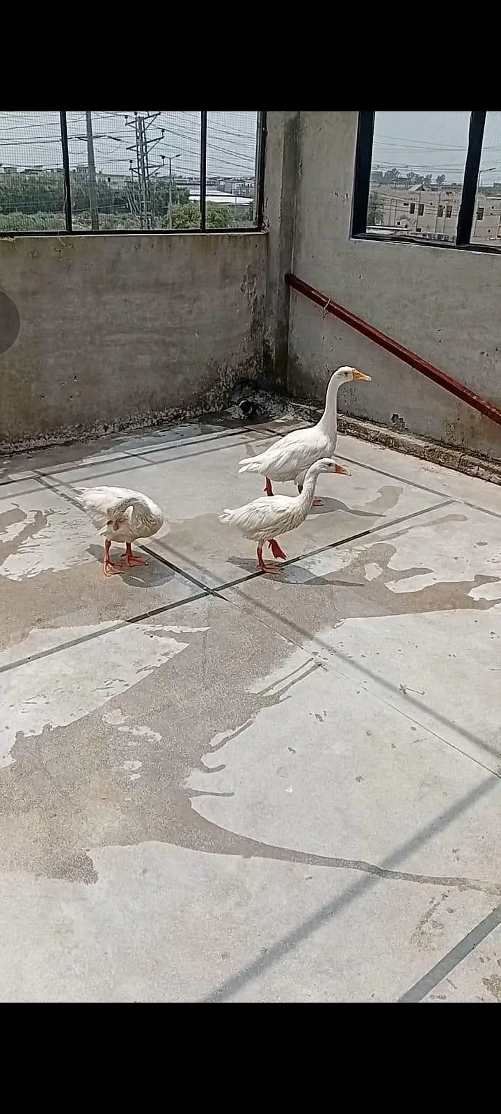 Big ducks trio for sale