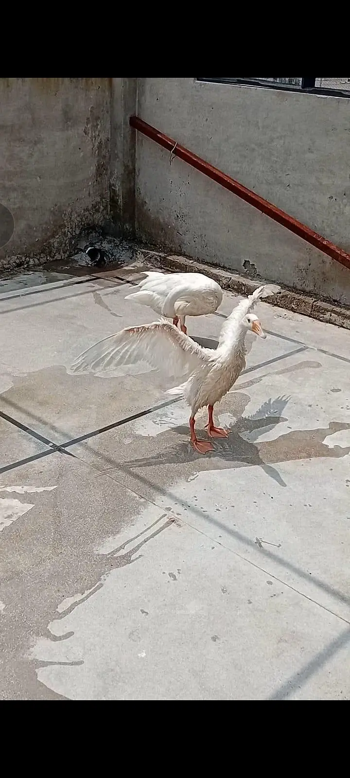 Big ducks trio for sale — photo 2