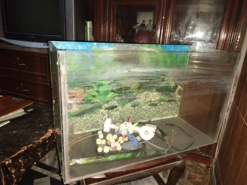 Fish aquarium — photo 2