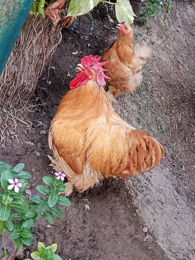 Golden,black  Heavy breeders