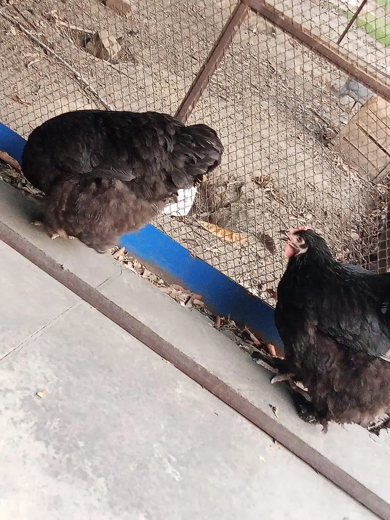 Golden,black  Heavy breeders — photo 2