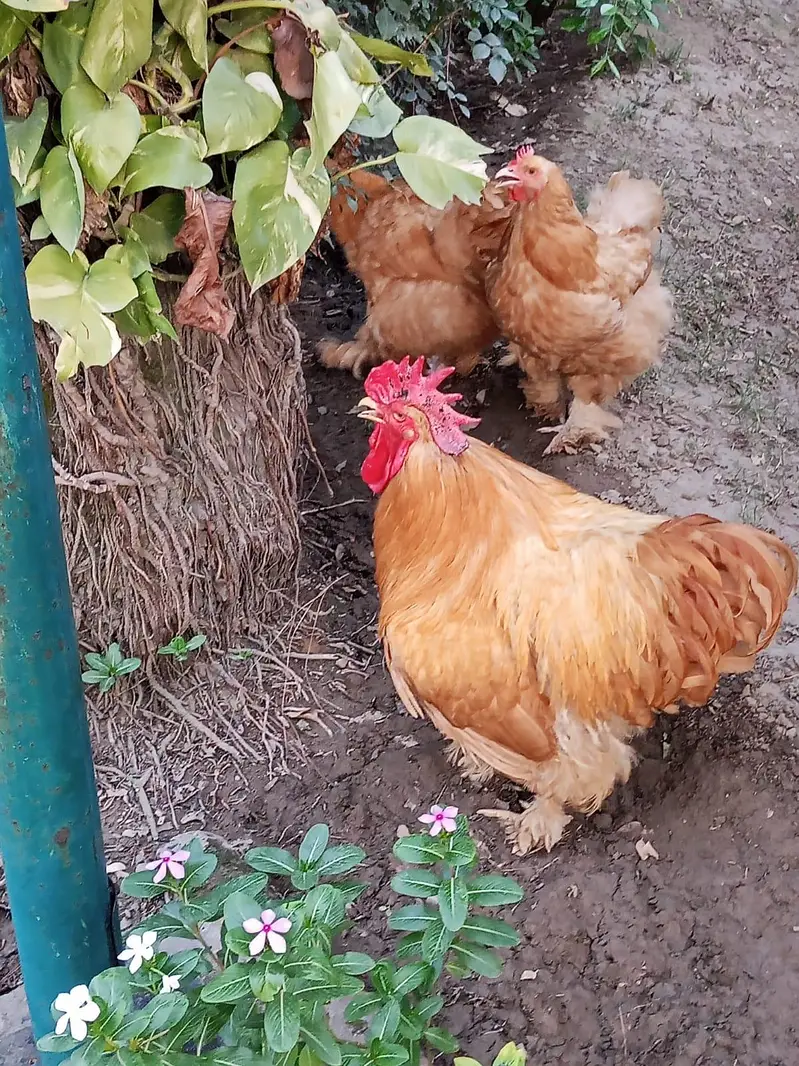 Golden,black  Heavy breeders — photo 4