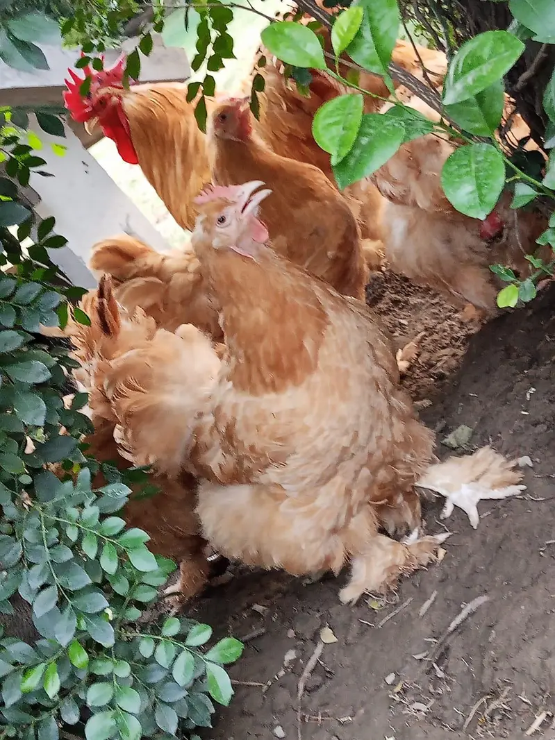 Golden,black  Heavy breeders — photo 5