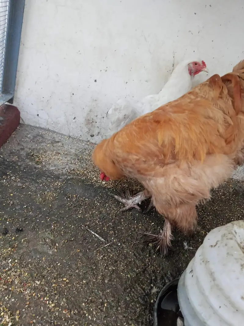 Golden,black  Heavy breeders — photo 6