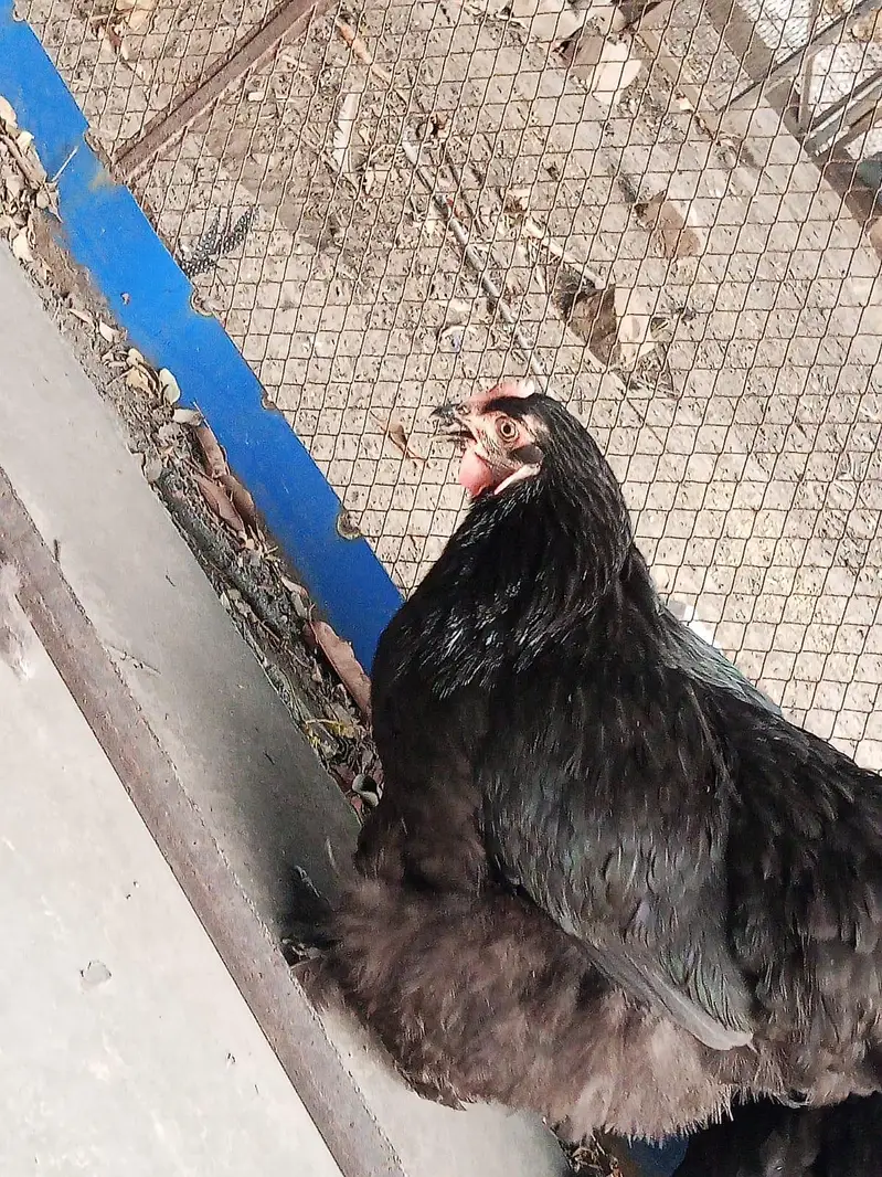 Golden,black  Heavy breeders — photo 7