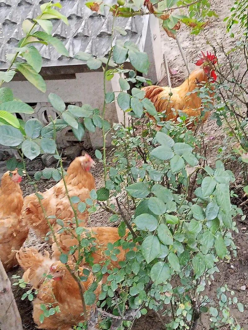 Golden,black  Heavy breeders — photo 8
