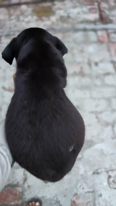 labrador puppy pair