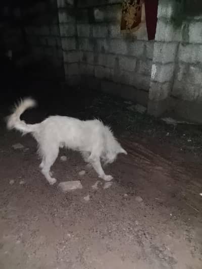 white retaire