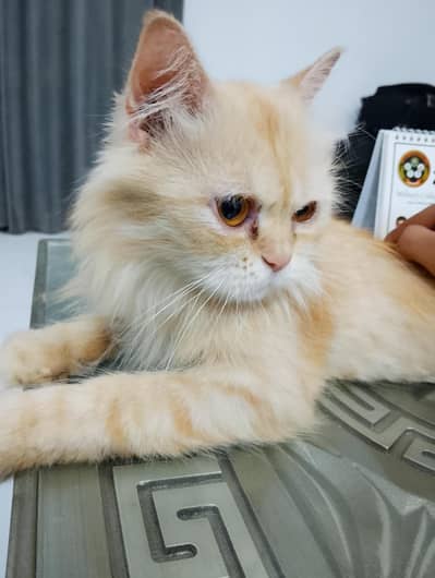 Triple coat Persian female cat for sale. Extremely friendly