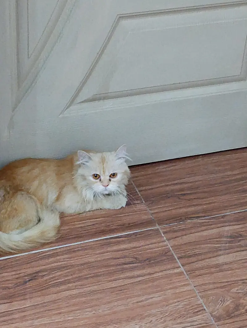 Triple coat Persian female cat for sale. Extremely friendly — photo 2