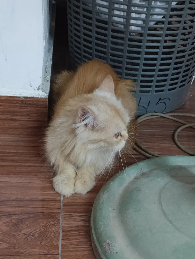 Triple coat Persian female cat for sale. Extremely friendly — photo 3