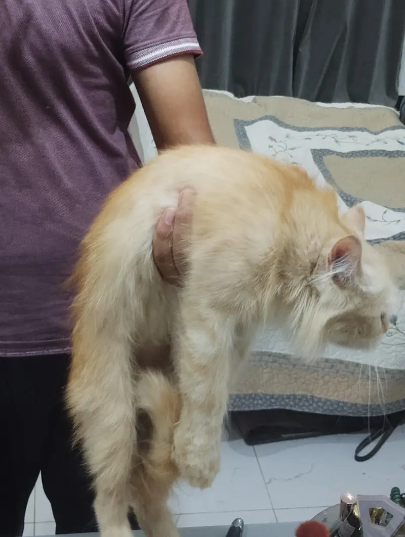 Triple coat Persian female cat for sale. Extremely friendly — photo 4