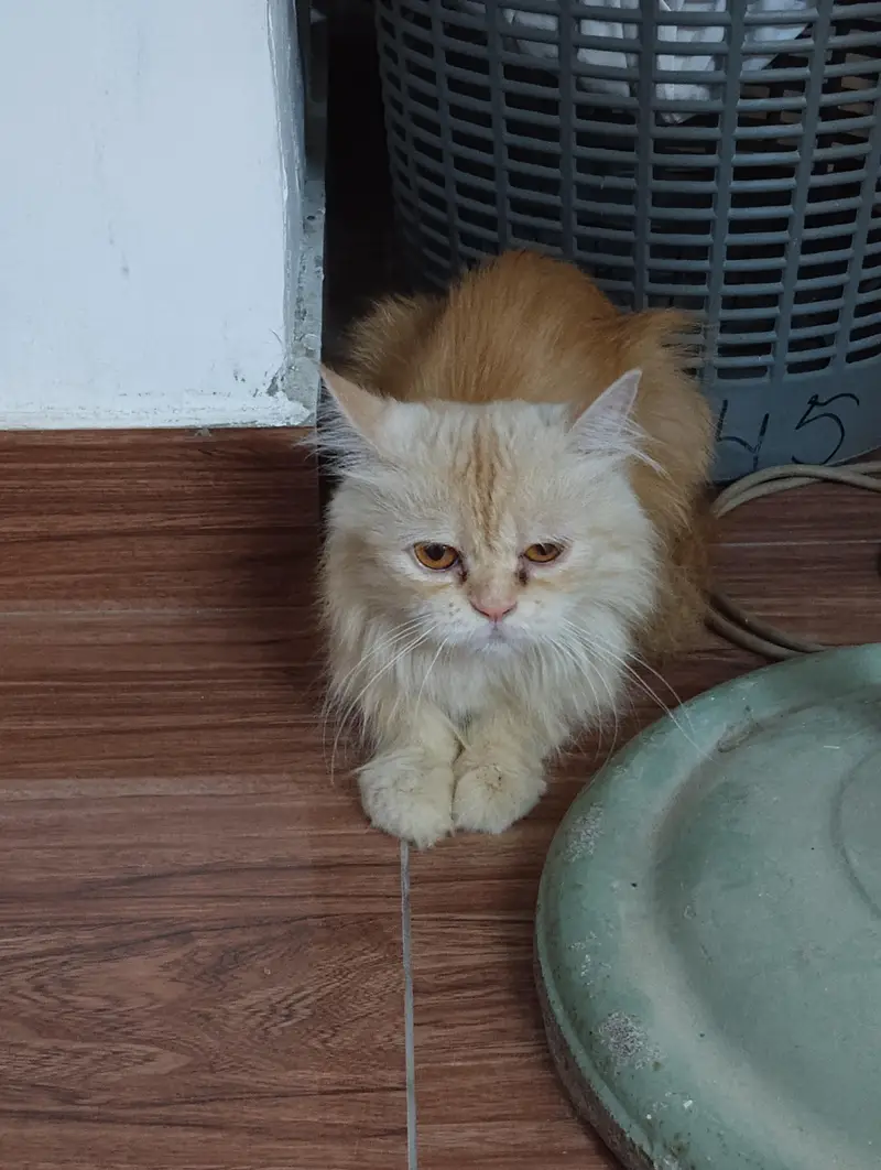 Triple coat Persian female cat for sale. Extremely friendly — photo 5