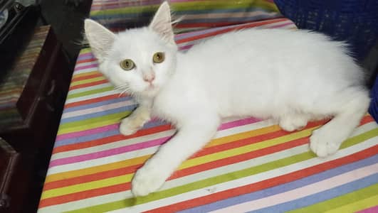Urgent Sale Persian Double Coat Kitten