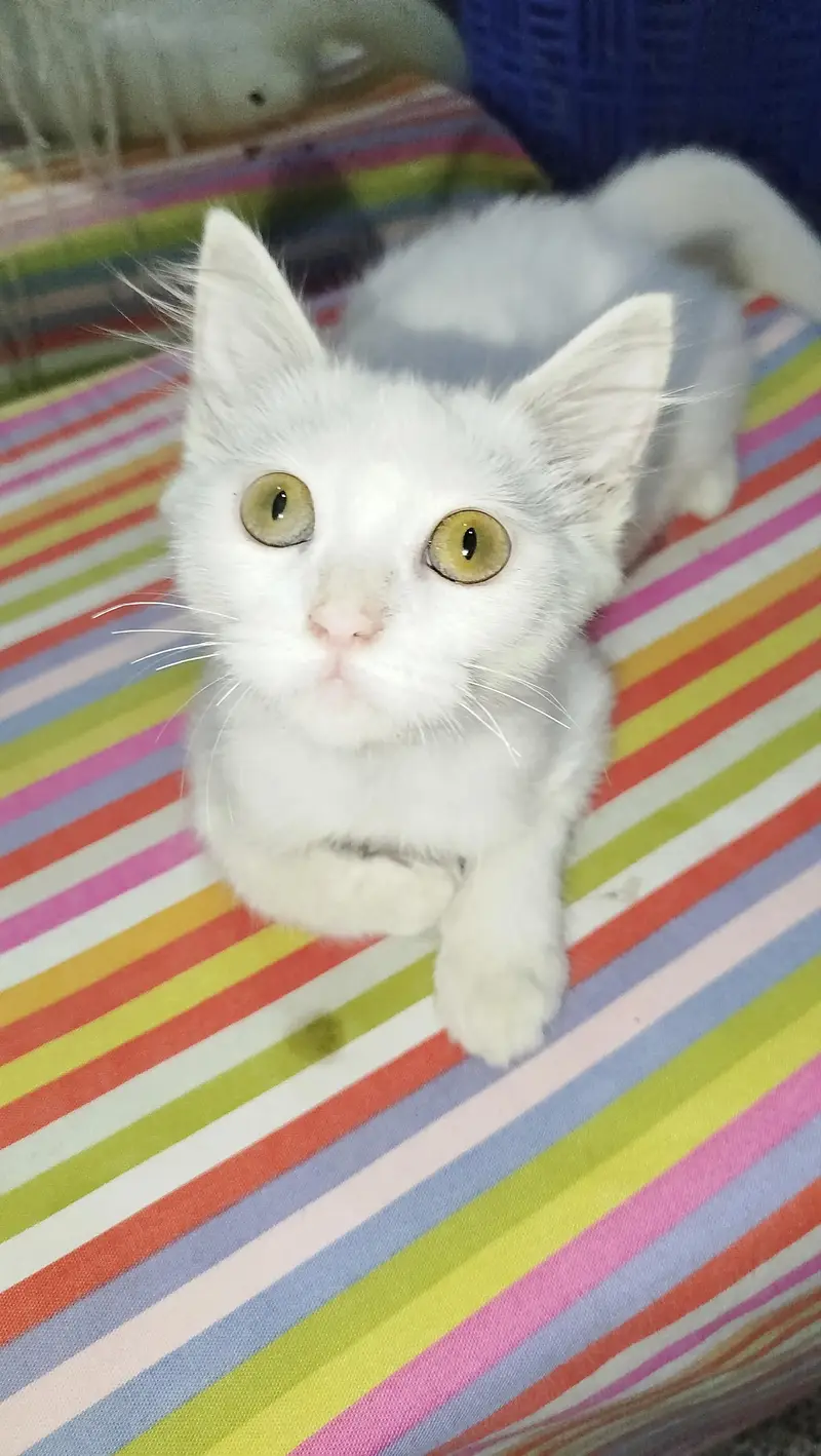 Urgent Sale Persian Double Coat Kitten — photo 2