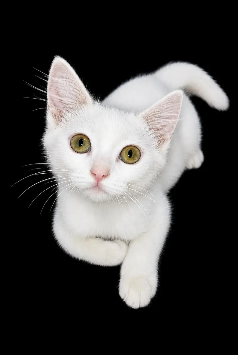 Urgent Sale Persian Double Coat Kitten — photo 3