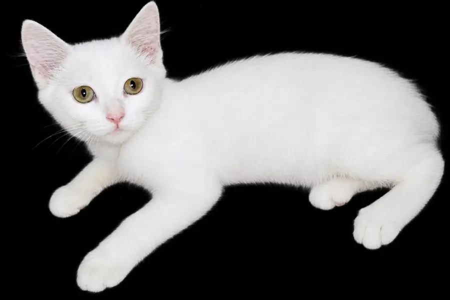 Urgent Sale Persian Double Coat Kitten — photo 4