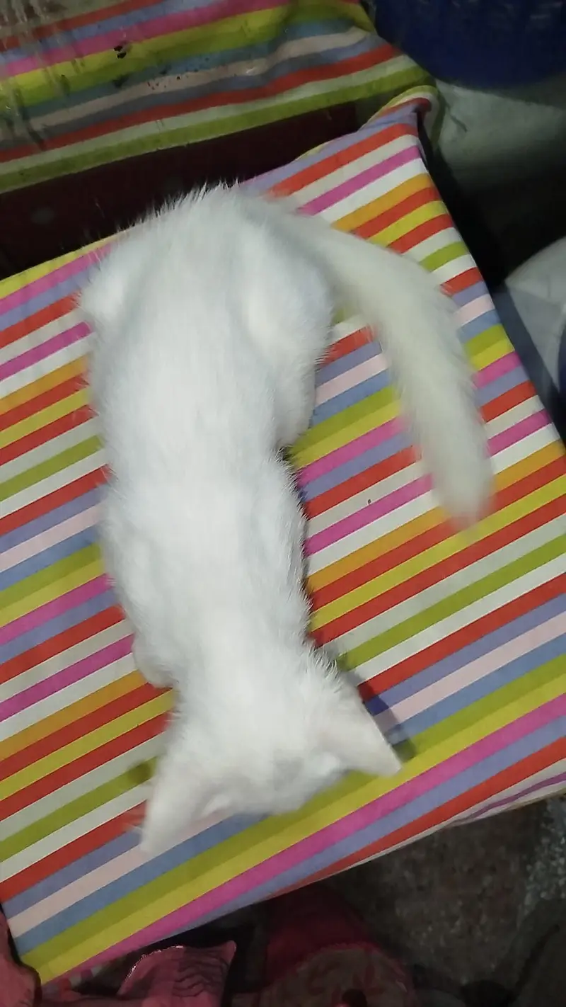 Urgent Sale Persian Double Coat Kitten — photo 5
