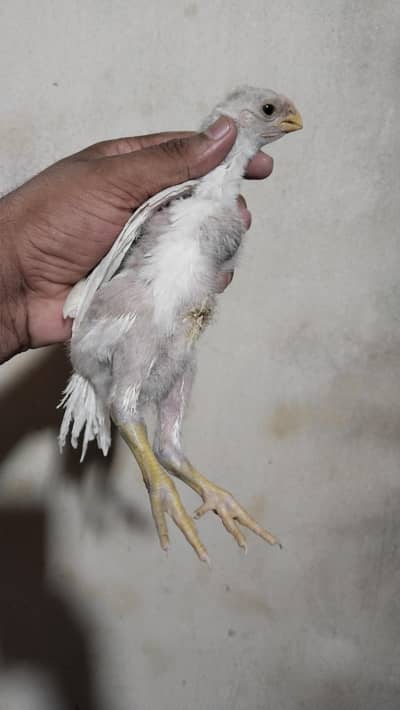 Indian Parrot Beak Tamil Nadu Breed 15k one piece total 5 pieces