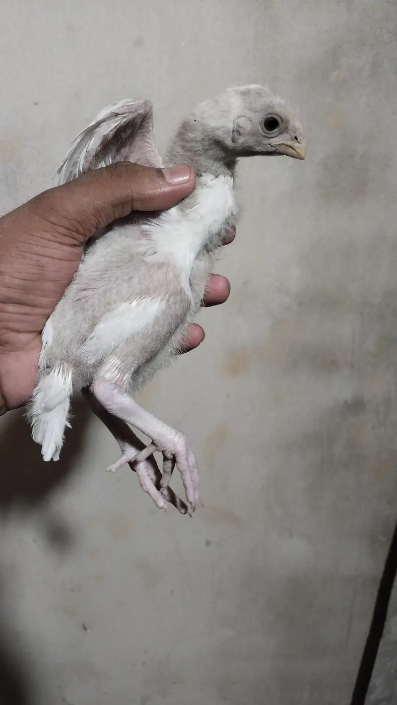 Indian Parrot Beak Tamil Nadu Breed 15k one piece total 5 pieces — photo 2