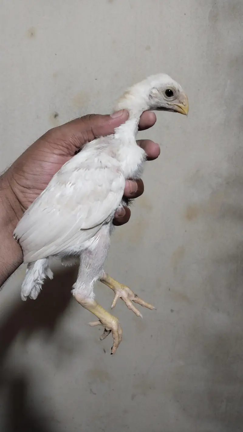 Indian Parrot Beak Tamil Nadu Breed 15k one piece total 5 pieces — photo 3