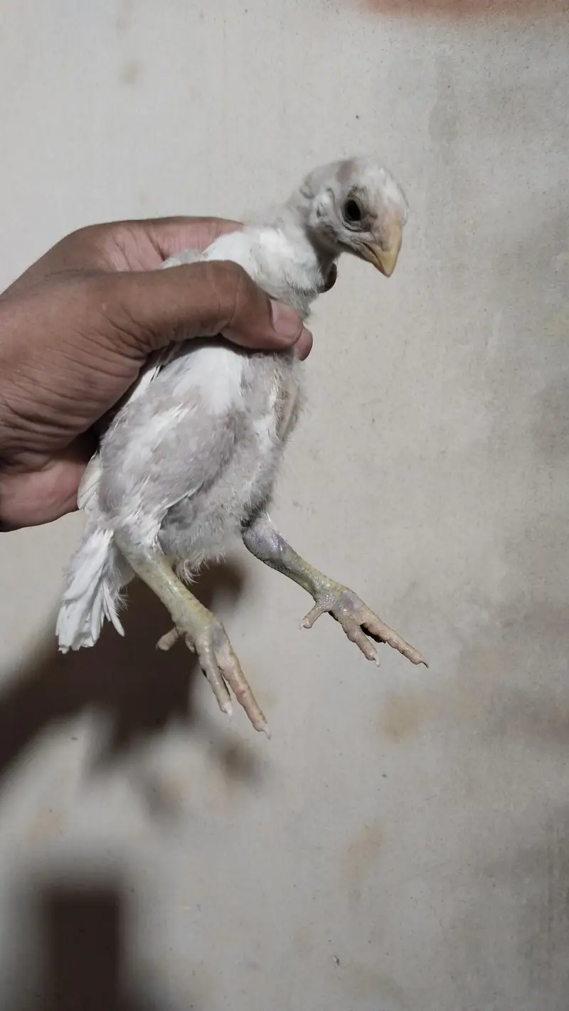 Indian Parrot Beak Tamil Nadu Breed 15k one piece total 5 pieces — photo 4