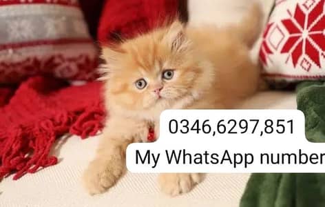 Persian kittens for sale