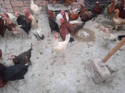 Golden misri murgha for sale 1100 pr kg