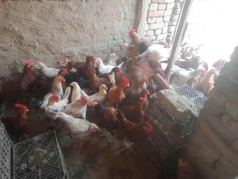 Golden misri murgha for sale 1100 pr kg — photo 2