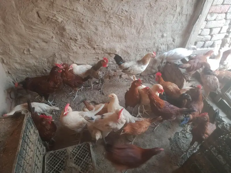 Golden misri murgha for sale 1100 pr kg — photo 3